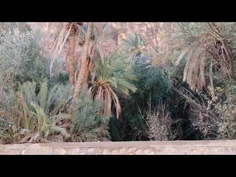 امتضي  #Amtoudi     “جنة” وسط الصحراء، رمز آخر للحياة.