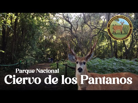 Descubriendo el Parque Nacional Ciervo de los Pantanos | Campana, Buenos Aires