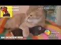 Tom And Jerry Real Cat