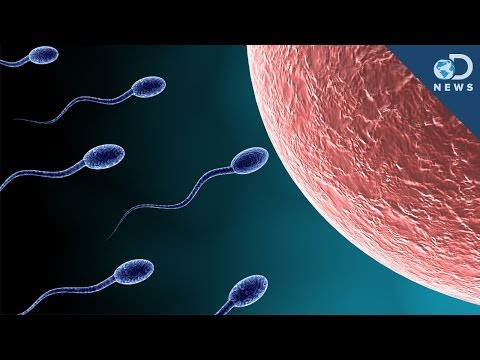 什麼？！精子之間居然會競爭！(The Sperm Struggle is Real)