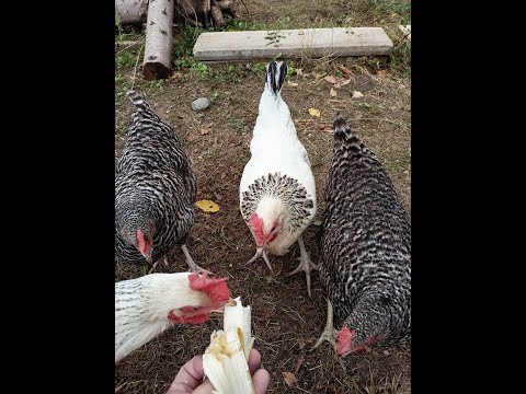 30minuten entspannt Hühner beobachten in 4K Relaxing Video