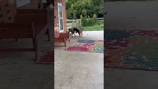 Video preview image #1 Mutt Puppy For Sale in Germantown, OH, USA