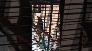 Download lagu Masteran Suara Burung Kapas Tembak Gacor Pilihan Juri Senasional Durasi Panjang #kapastembak mp3 Download lagu Masteran Suara Burung Kapas Tembak Gacor Pilihan Juri Senasional Durasi Panjang #kapastembak mp3