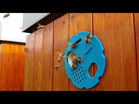 Jak naše včely přinášejí pyl do úlu - zpomalené video. How our bees bring pollen to the hive.