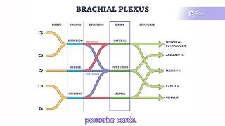 Brachial Plexus Anatomy
