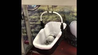 Video 3 trigger image