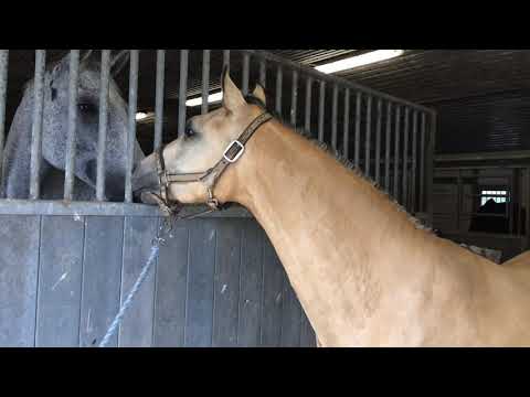 Conquistar by Fs champion de luxe.