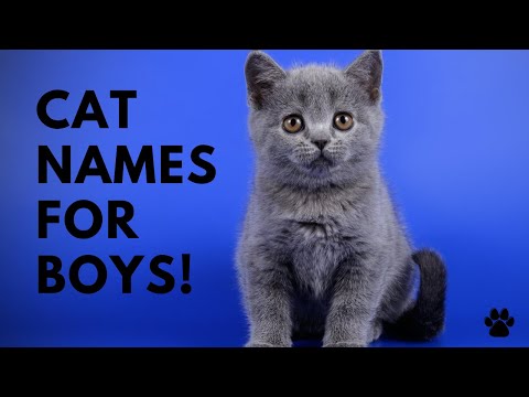 🐱 Cat Names For Boys - 42 CUTE & COOL Ideas | Names