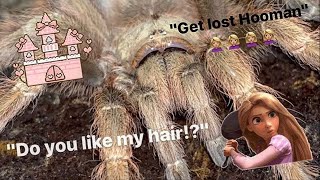 Ugh! Gotta love your HAIR KICKING tarantulas !!!