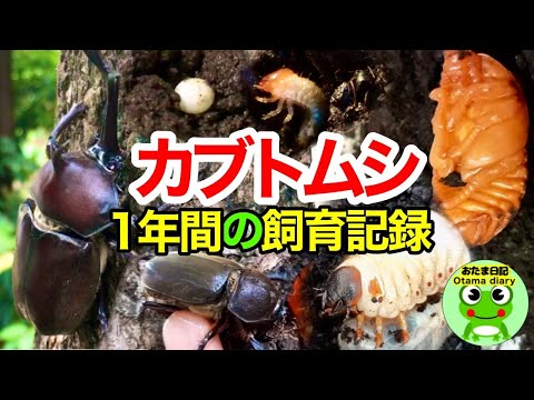 カブトムシや幼虫から作られた代替食品が増加中