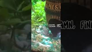 Feeding my  AFRICAN DWARF FROG| Amphibian pet