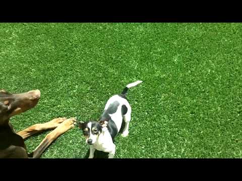 Afshin Sabouri:  K9 Loft Outdoor Play Area