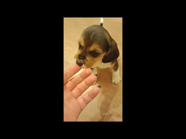 Beagle puppy for sale