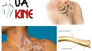La clavicula - Todo lo que debes saber - Anatomía