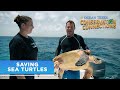 Ocean Treks Conservation Connections Saving Sea Turtles Princess Cruises