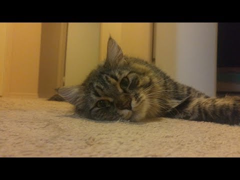 Сибирский кот Уссури вернулся с рыбалки). Смешные коты