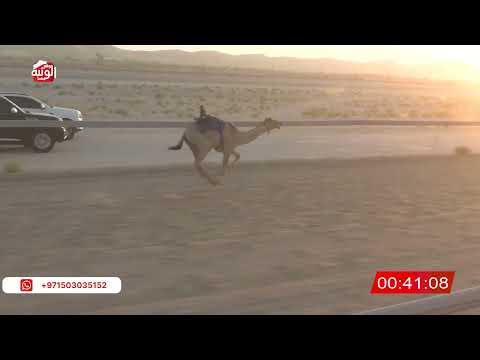 ش 2 (شاهين) لـ جمال غانم بن علي المنصوري 2:22 , شارة الصندوق 2026/06/27 فطامين الخزنة   