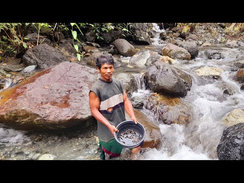 Look!  a lot of shell in the RIVER. catch, cook and eat @  #waterfall #sohoton #survivalfoods#river