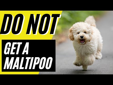 2nd YouTube video about are maltipoo hypoallergenic