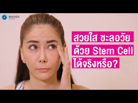 เมโสแฟต ยี่ห้อไหนดี