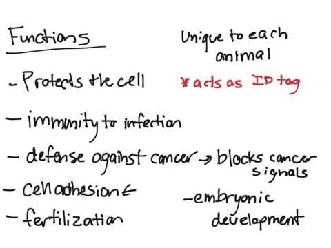 Glycocalyx - Definition and Examples - Biology Online Dictionary