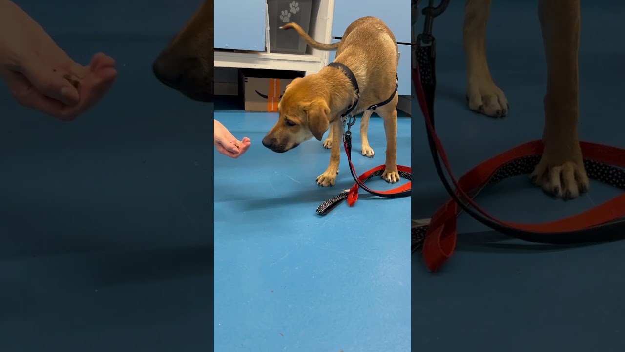 Enlarge Perrito, an adopted mixed breed in Toronto, ON video 5/5