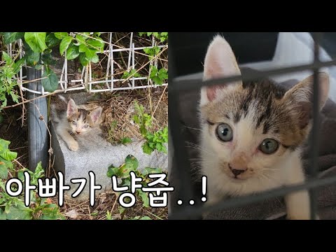 엄마 없이 혼자 있던 수다쟁이 아기 고양이 구조!