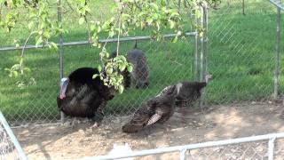 Wild turkey hen visiting my pen