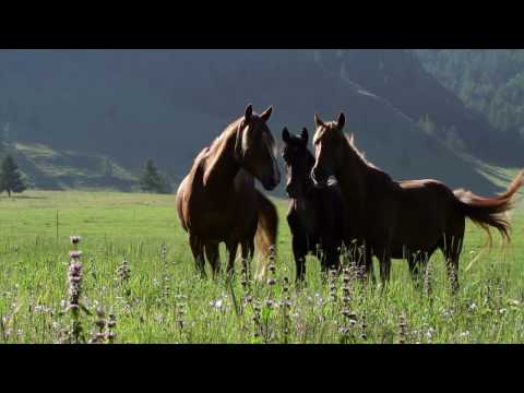 Алтай. Начало начал - Altai is The Beginning