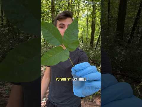 You’ve been lied to about this plant