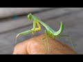 The Process Of Befriending Mantis