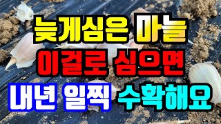 홍산마늘심고 조금늦게 마늘 또 심어요. 지금 심을수있는 마늘 늦지 않았어요.