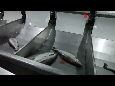 Tamay Salmon Advanced Processing Lines 2