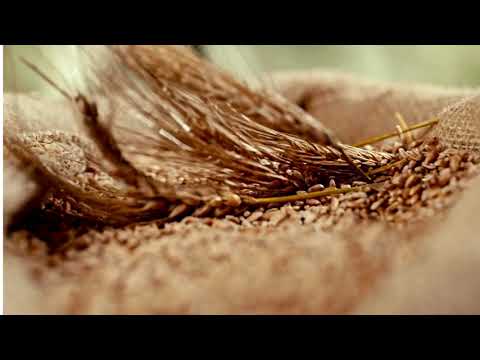 30 kg Premium Wheat Flour