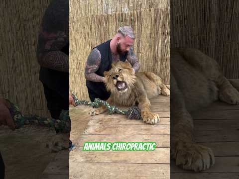 Animals Chiropractic 💚💚💚#asmr #chiropractic #dogshorts #help #nopets #dogshorts #hunde #shorts