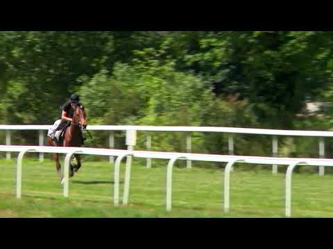 Breeze-Up Osarus 2020 - LOT 22 bis