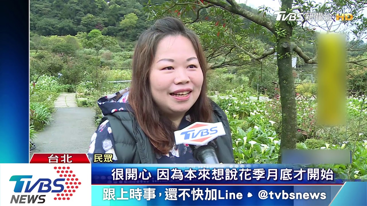 海芋提早已開7成! 冷氣團下午到越晚越冷