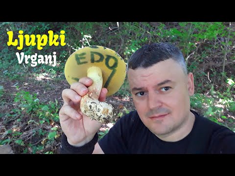 Ljupki Vrganj - Lat . Butyriboletus fuscoroseus