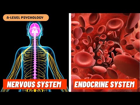 Nervous System, Endocrine System & Fight or Flight Response | Biopsychology