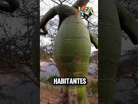 🌿✨ DESCUBRE LA MUSA DE DALÍ EN LOJA: EL BOSQUE EL CEIBAL ✨🌿