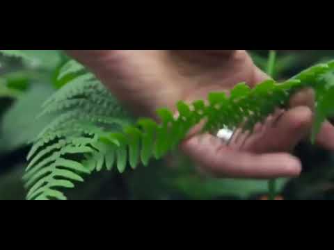 pteridofitas