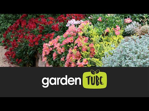 Freddie's Alstroemeria For Summer Colour