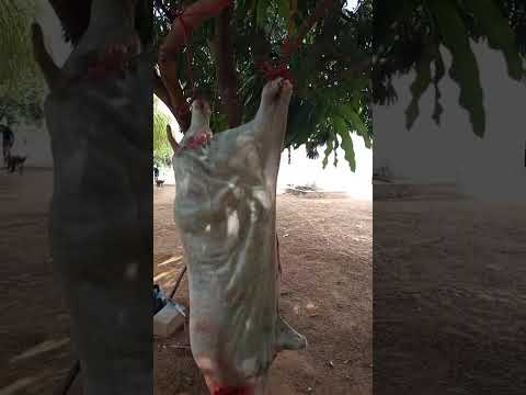 A leitoa da virada de ano já esta no ponto...Pedro Laurentino Piauí