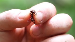 10 САМЫХ БОЛЕЗНЕННЫХ УКУСОВ В МИРЕ