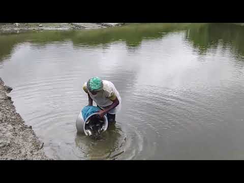 পোনা অবমুক্তি ২০২২