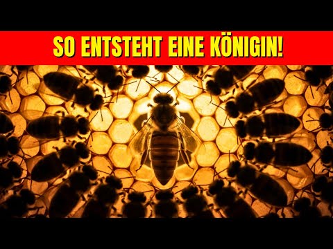 Wie wählen Bienen eine neue Königin? Das geheime Verfahren im Bienenstock!