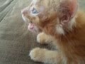 Мой котенок мурлыкает 
