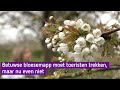 Betuwse bloesemapp moet toeristen trekken, maar nu even niet