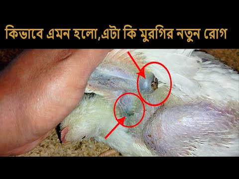, title : 'Is This A New Disease In Chickens?Poultry Diseases/Chicken Diseases/Chicken Diseases And Treatment'