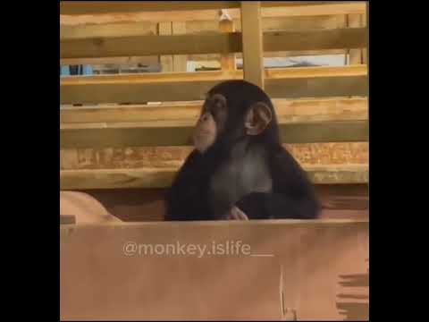 Mono con beat de ana mena
